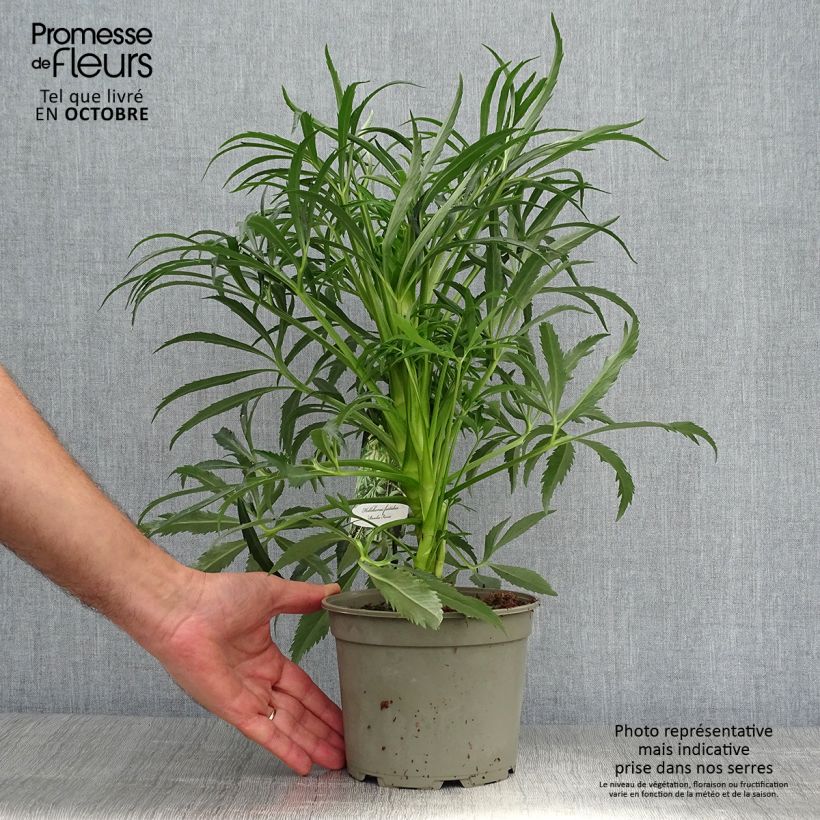 Amostra de Helleborus foetidus Bowles Form Vaso de 2 L/3 L tal como entregue no outono
