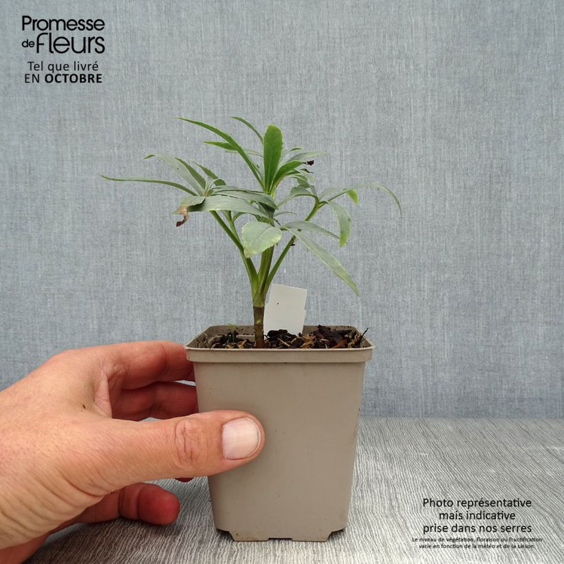 Amostra de Helleborus foetidus - Erva-besteira verde Vaso de 8/9 cm tal como entregue no outono