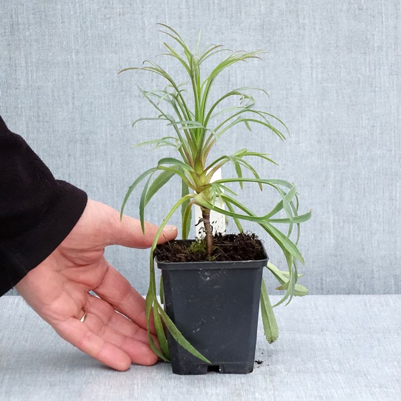 Amostra de Helleborus foetidus - Erva-besteira verde Vaso de 8/9 cm tal como entregue na primavera