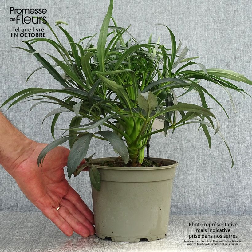 Amostra de Helleborus foetidus Sopron Vaso de 2 L/3 L tal como entregue no outono