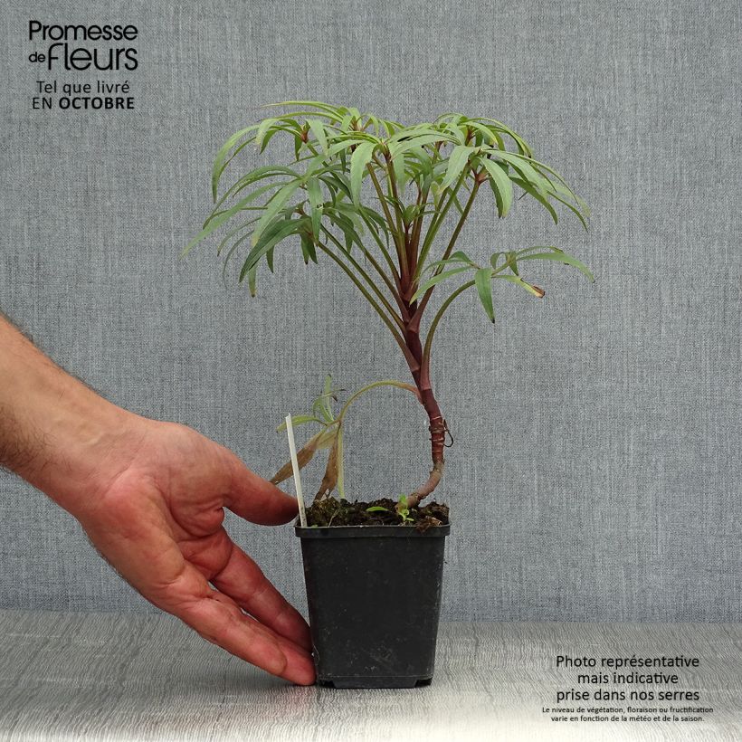 Amostra de Helleborus foetidus Wester Flisk Group Vaso de 8/9 cm tal como entregue no outono