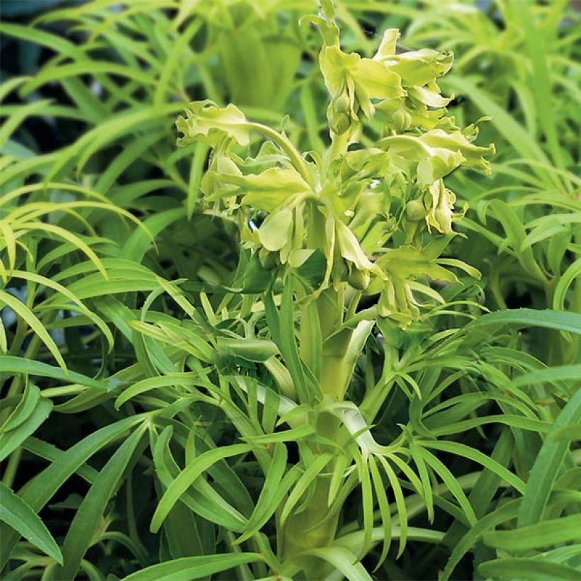 Helleborus foetidus Amarelo (Hábito)