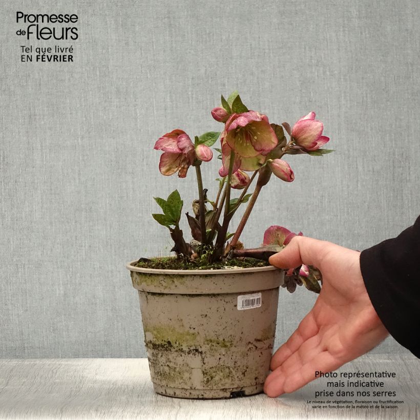 Amostra de Hellébore HGC Ice n' Roses Macy Marble Vaso de 2 L/3 L tal como entregue no inverno