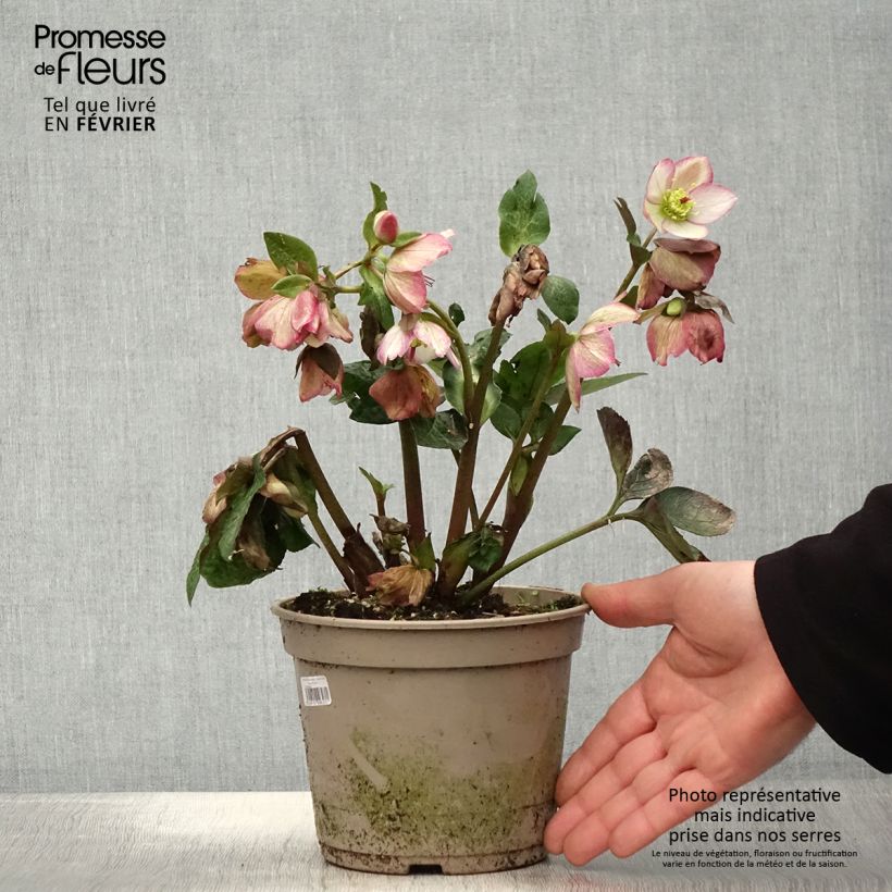 Amostra de Hellébore HGC Ice n' Roses Maddy Marble Vaso de 2 L/3 L tal como entregue no inverno