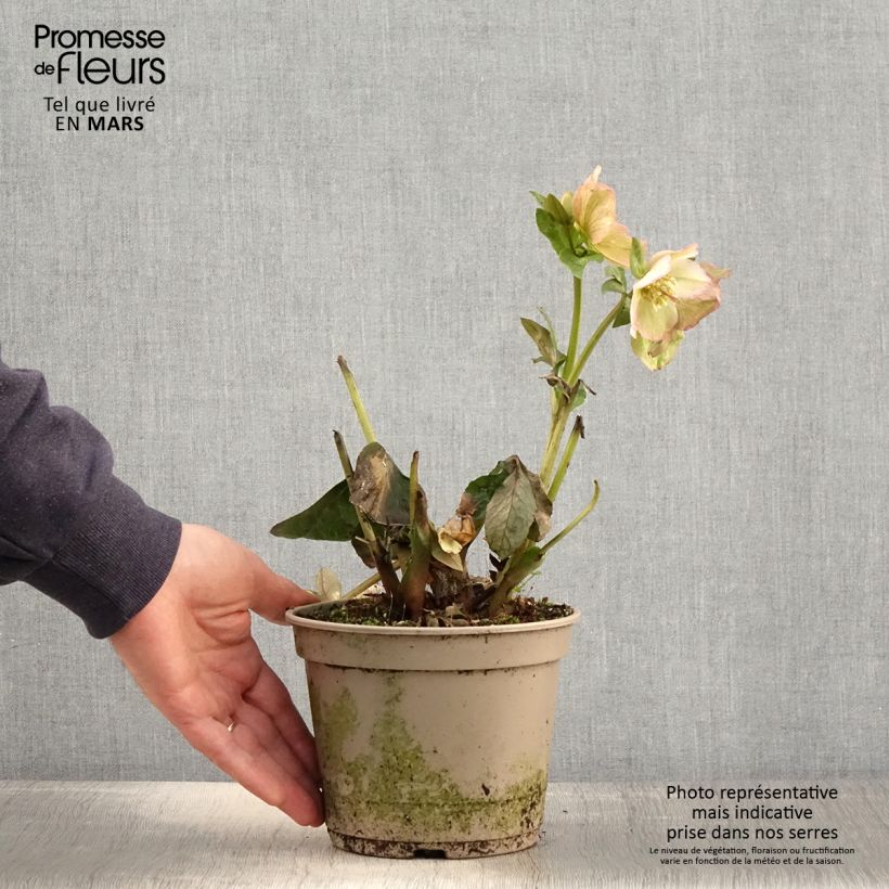Amostra de Helleborus glandorfensis Maddy Marble Vaso de 2 L/3 L tal como entregue na primavera