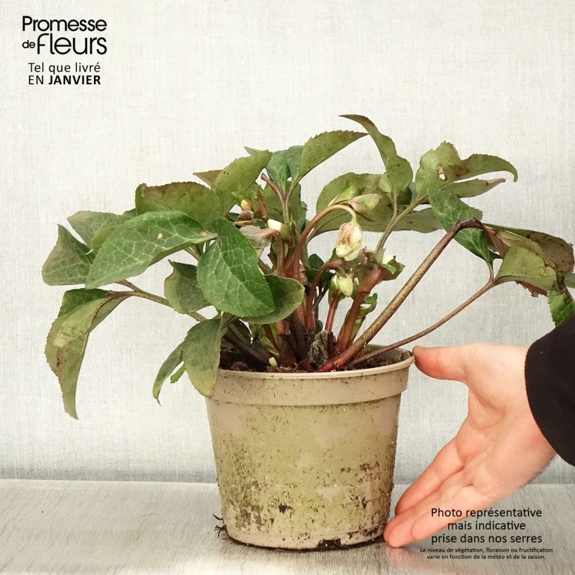 Amostra de Hellébore HGC Ice n' Roses Mary Marble Vaso de 2 L/3 L tal como entregue no inverno