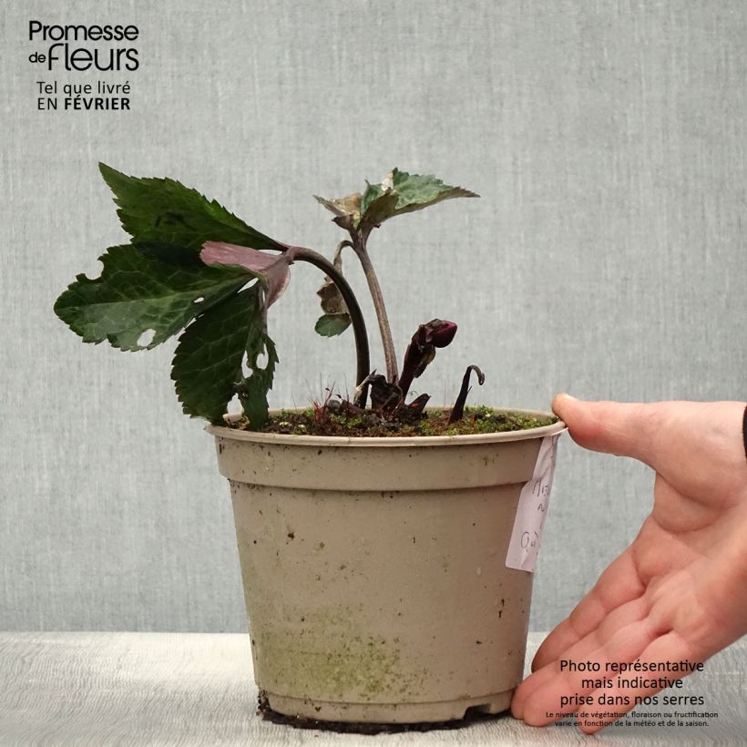 Amostra de Hellébore HGC Ice n' Roses Megan Marble Vaso de 2 L/3 L tal como entregue no inverno