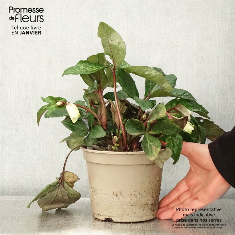 Amostra de Hellébore HGC Ice n' Roses Milla Marble Vaso de 2 L/3 L tal como entregue no inverno