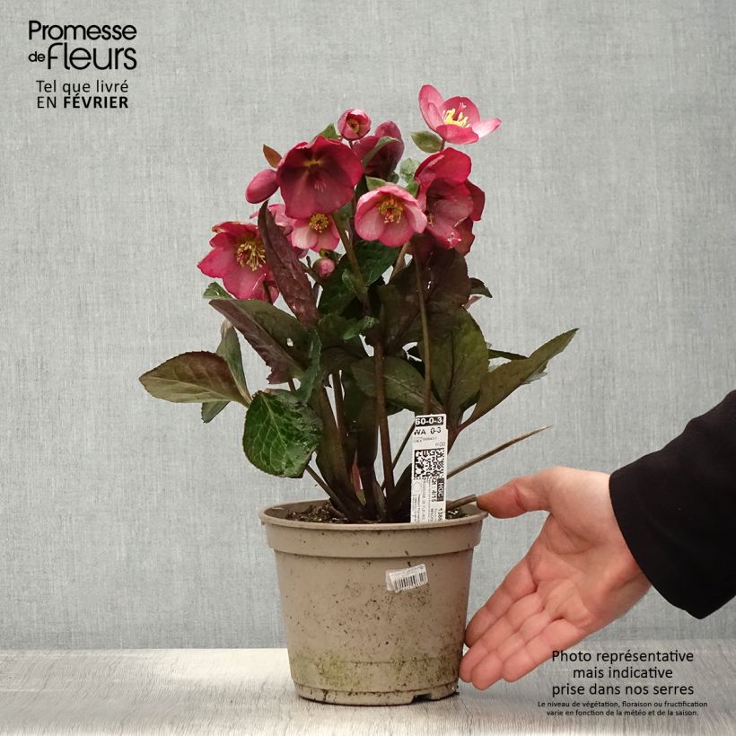 Amostra de Hellébore HGC Ice n' Roses Mindy Marble Vaso de 2 L/3 L tal como entregue no inverno