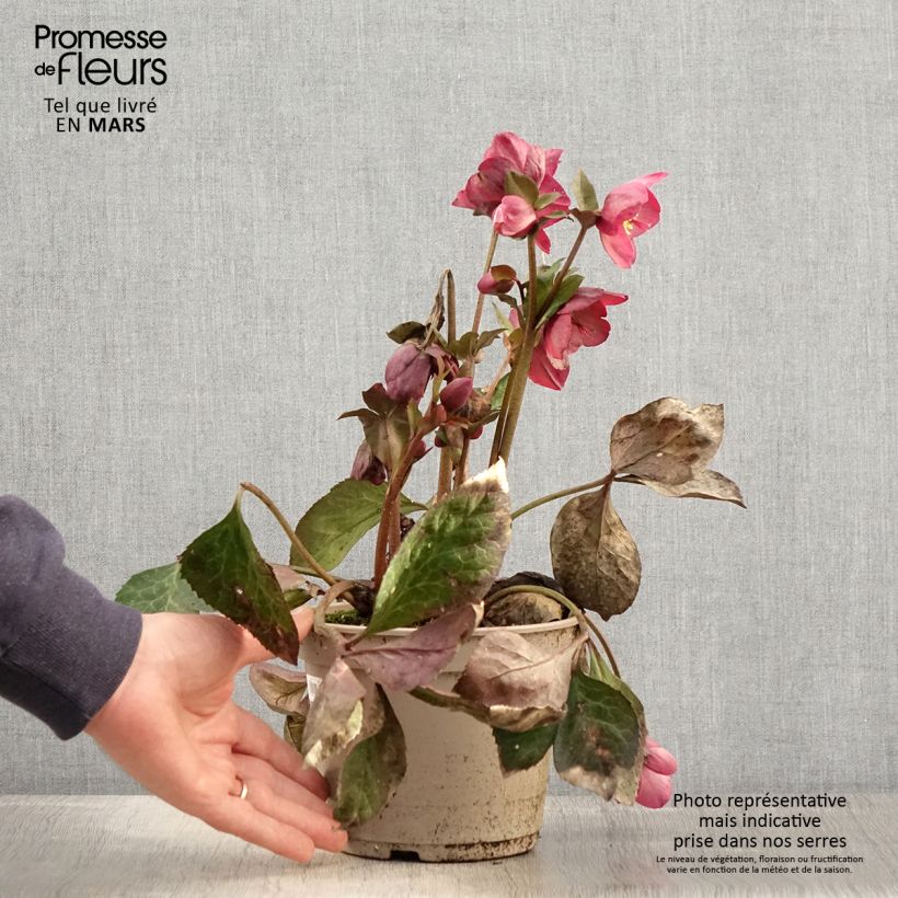 Amostra de Helleborus glandorfensis Mindy Marble Vaso de 2 L/3 L tal como entregue na primavera