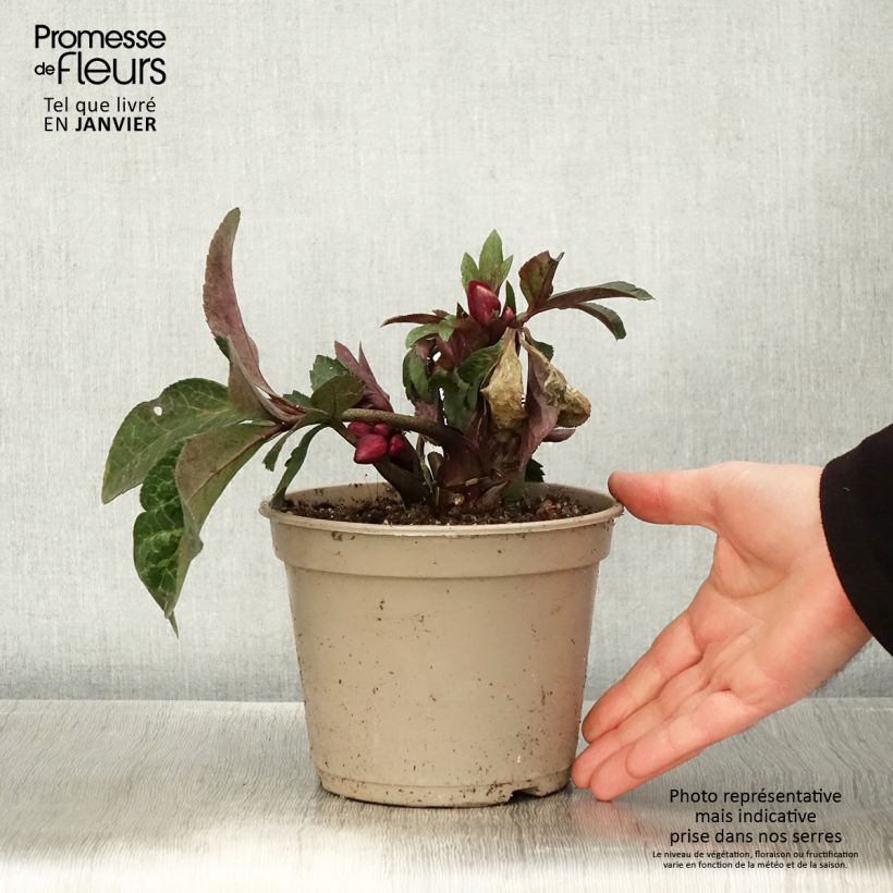 Amostra de Hellébore HGC Ice n' Roses Mona Marble Vaso de 2 L/3 L tal como entregue no inverno