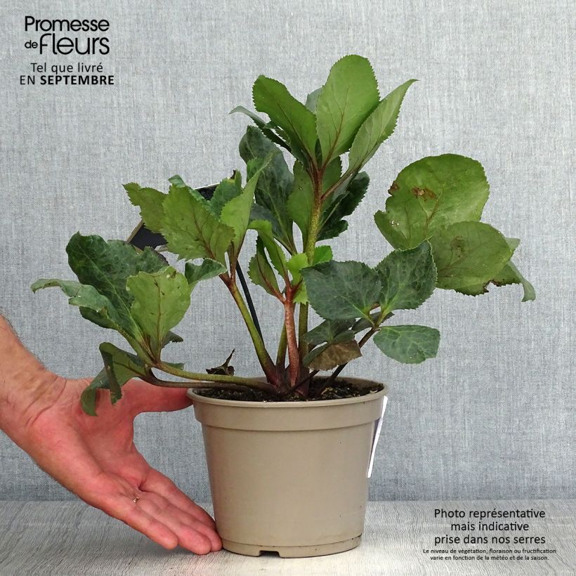 Amostra de Hellebore Ice and Roses Barolo Pot de 2L/3L tal como entregue no outono