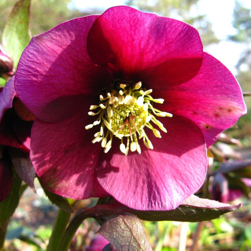Helleborus glandorfensis Ice N' Roses Vermelho (Floração)