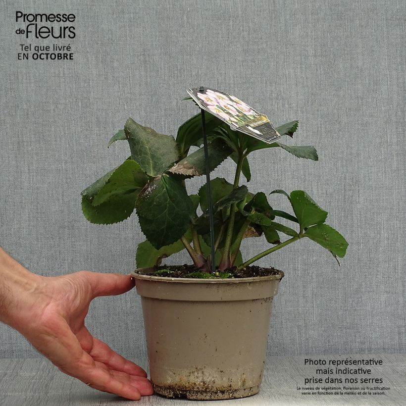 Amostra de Helleborus glandorfensis Ice N' Roses Picotee Vaso de 2 L/3 L tal como entregue no outono