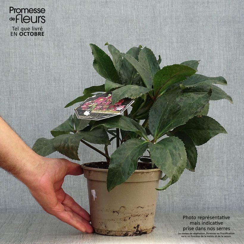 Amostra de Hellébore Ice n' Roses Red  Pot de 2L/3L tal como entregue no outono