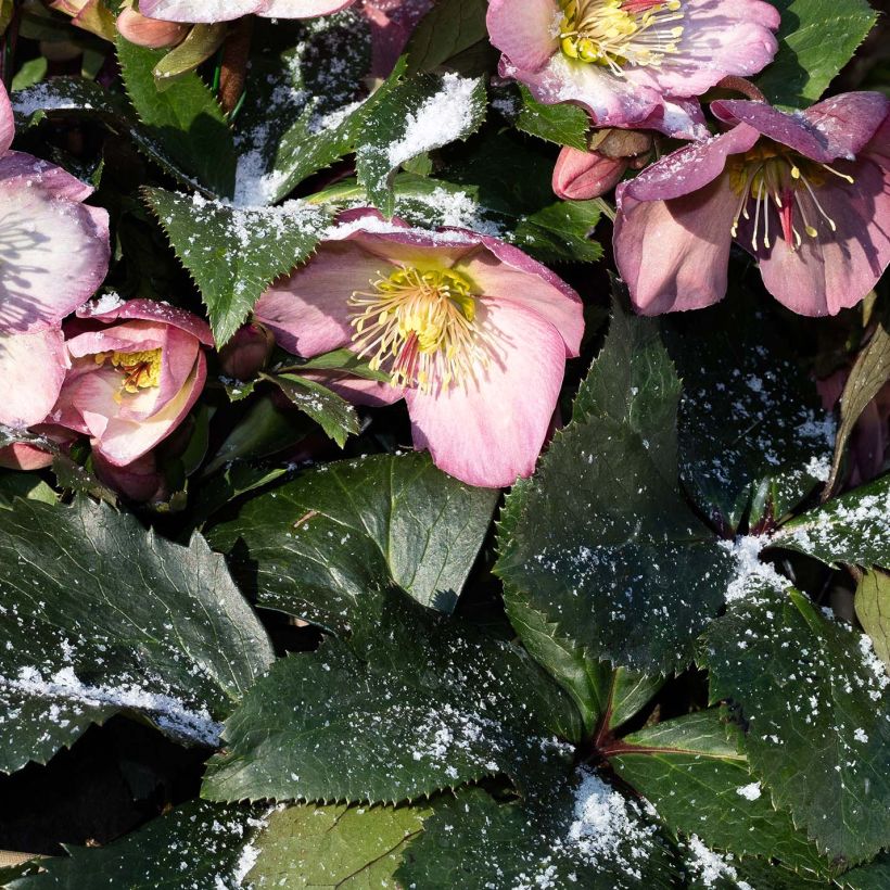 Helleborus glandorfensis Ice N' Roses Rosetta (Folhagem)