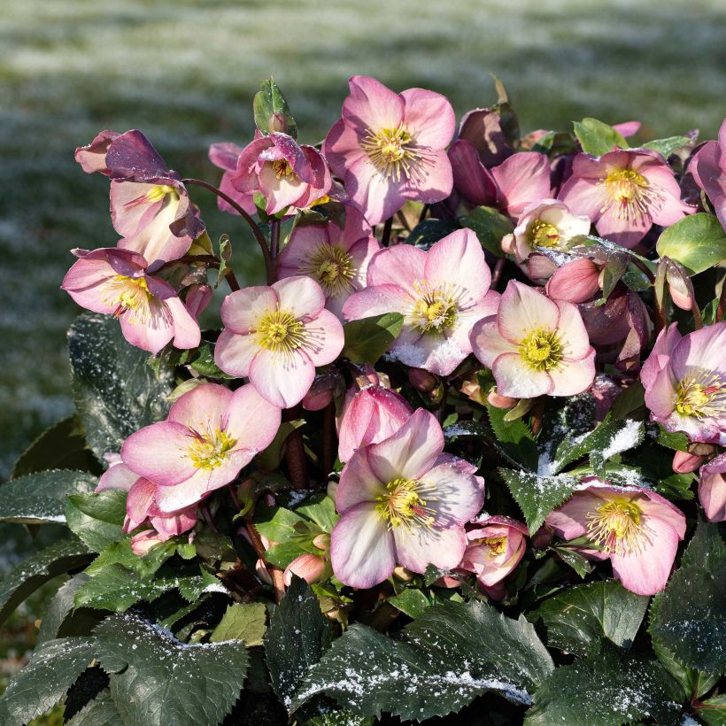 Helleborus glandorfensis Ice N' Roses Rosetta (Hábito)