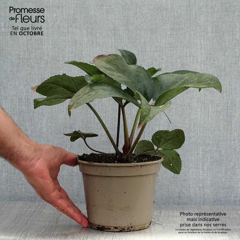 Amostra de Helleborus glandorfensis Ice N' Roses Rosetta Vaso de 2 L/3 L tal como entregue no outono