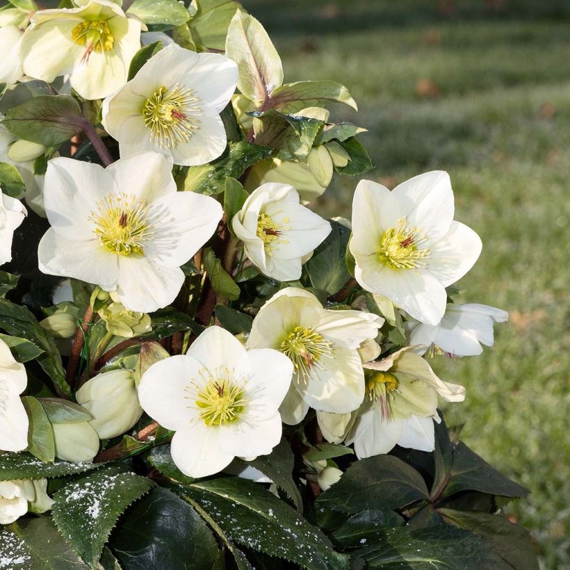 Helleborus glandorfensis Ice N' Roses Branco (Floração)