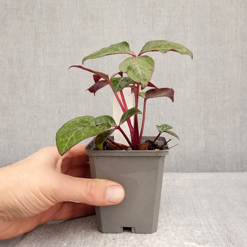 Amostra de Helleborus lividus - Heléboro Vaso de 8/9 cm tal como entregue no inverno