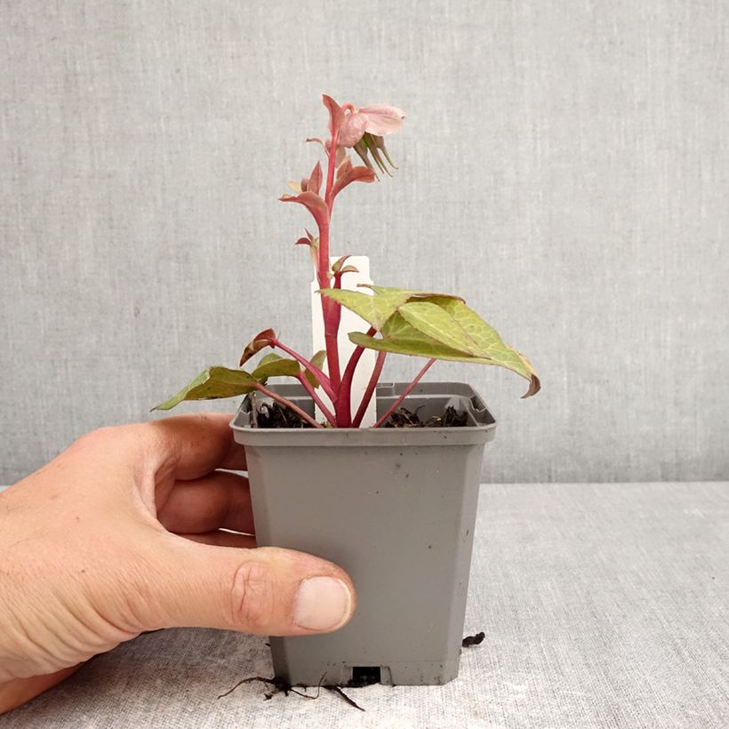 Amostra de Helleborus lividus - Heléboro Vaso de 8/9 cm tal como entregue na primavera