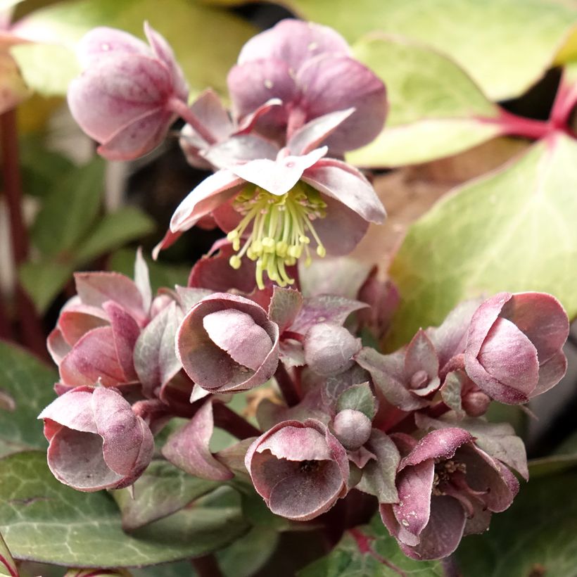 Helleborus lividus - Heléboro (Floração)