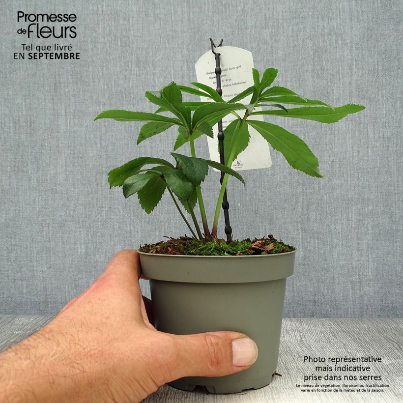Amostra de Helleborus multifidus ssp. bocconei - Heléboro Vaso de 1 L/1,5 L tal como entregue no outono