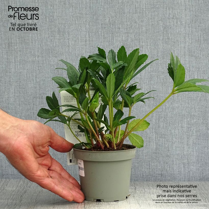 Amostra de Helleborus niger Double Fashion Vaso de 2 L/3 L tal como entregue no outono
