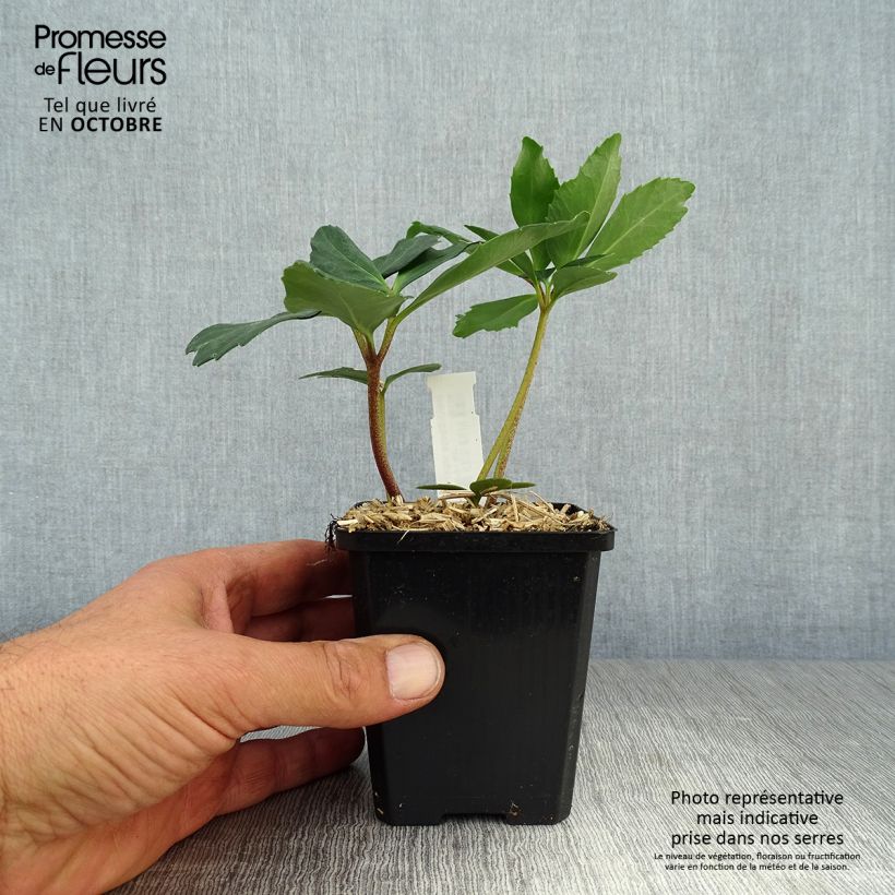 Amostra de Helleborus niger - Rosa de natal branca Vaso de 8/9 cm tal como entregue no outono