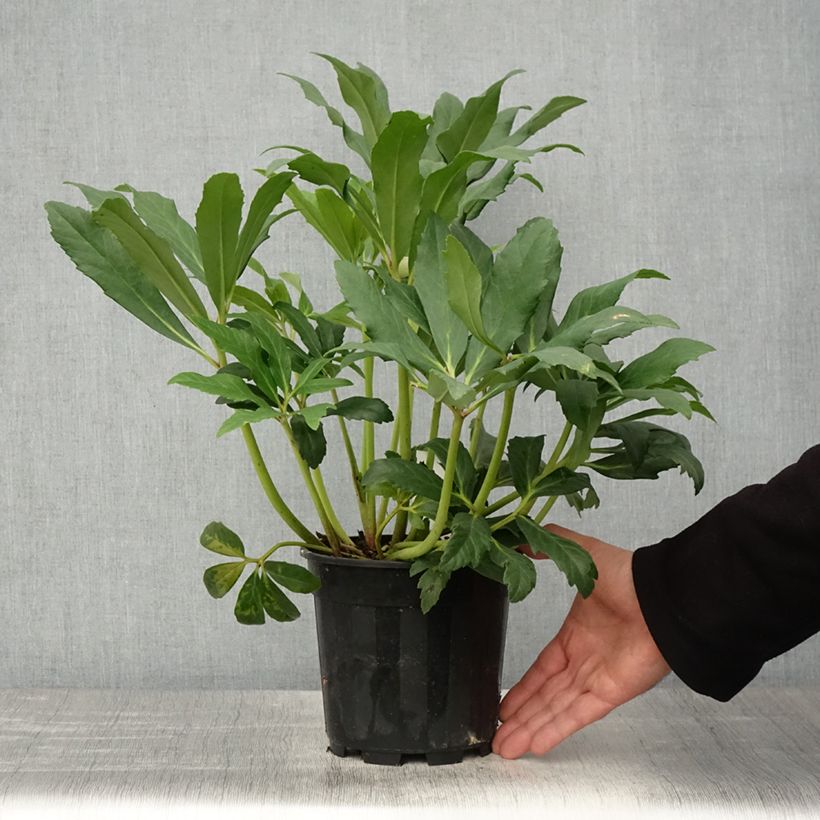 Amostra de Helleborus niger - Rosa de natal branca Vaso de 2 L/3 L tal como entregue na primavera