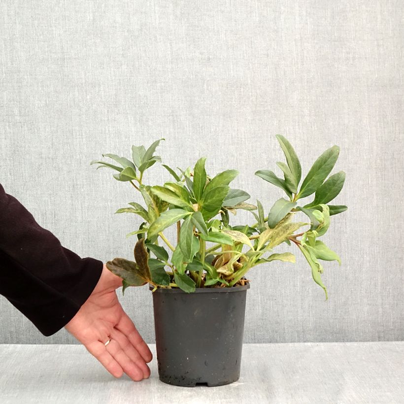 Amostra de Helleborus niger - Rosa de natal branca Vaso de 2 L/3 L tal como entregue no outono