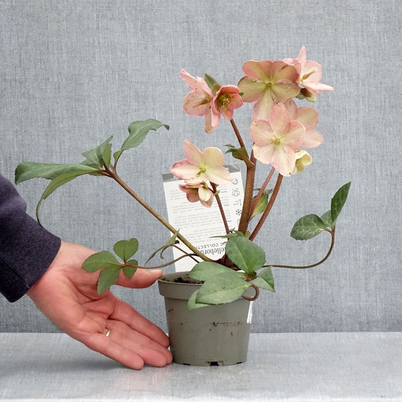 Amostra de Helleborus nigercors Candy Love Vaso de 12 cm/13 cm tal como entregue na primavera