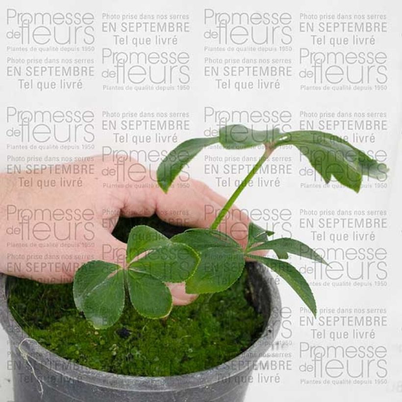 Exemplo de amostra de Hellébore orientale Verte Pot de 2L/3L tal como entregue