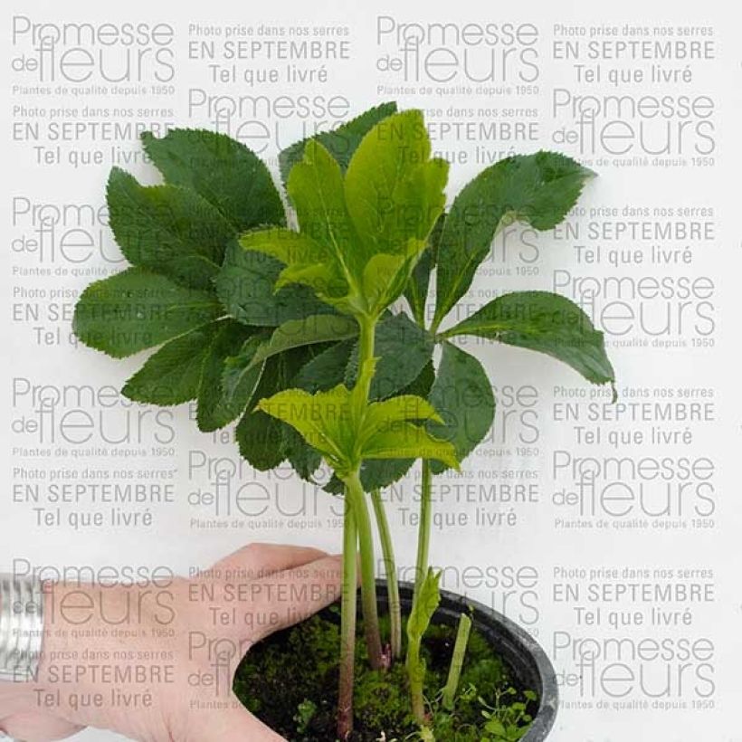 Exemplo de amostra de Hellébore orientale Rose Pot de 2L/3L tal como entregue