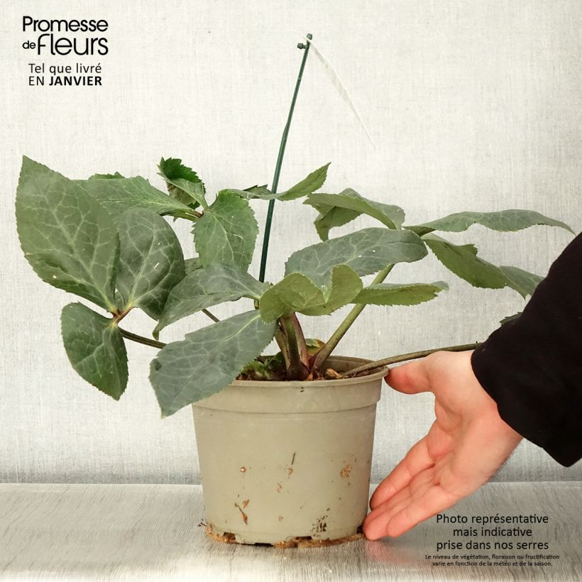 Amostra de Hellébore oriental ViV Bianca Vaso de 2 L/3 L tal como entregue no inverno