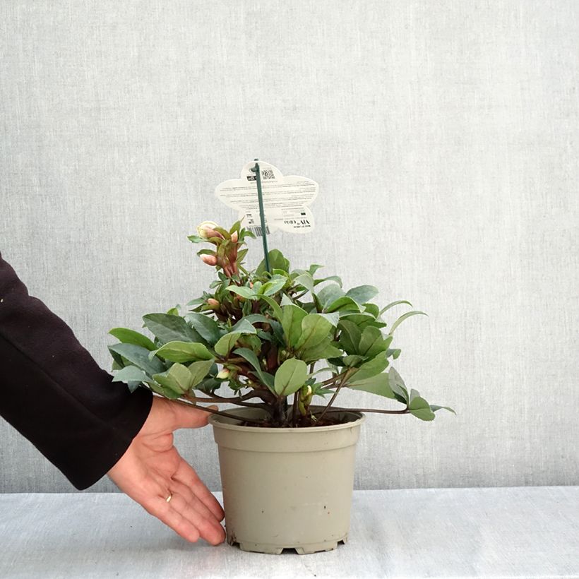 Amostra de Helleborus orientalis ViV Olivia Vaso de 2 L/3 L tal como entregue no outono