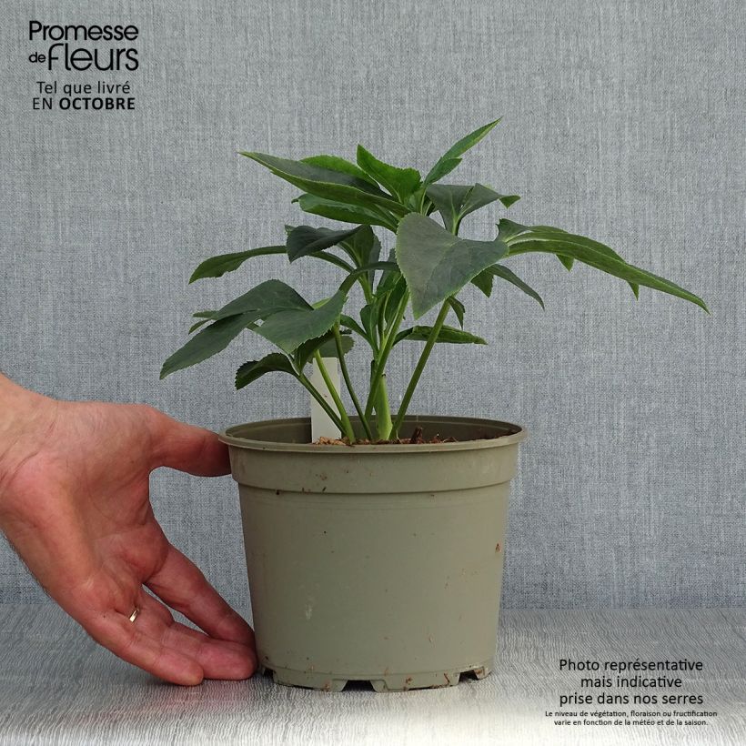 Amostra de Helleborus orientalis Apricot guttatus Vaso de 2 L/3 L tal como entregue no outono