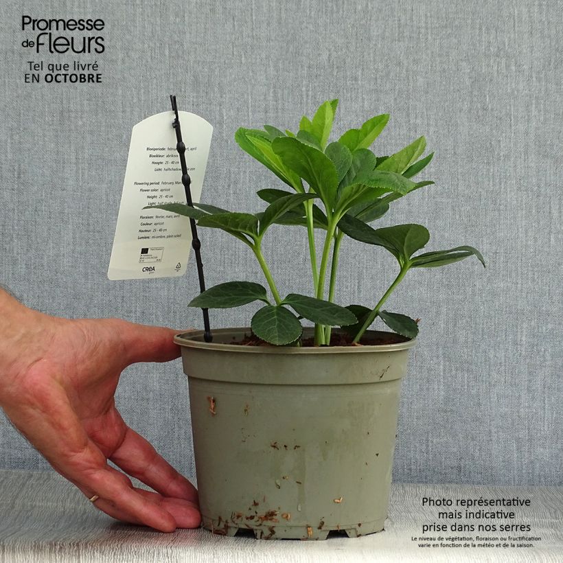 Amostra de Helleborus orientalis Apricot Vaso de 2 L/3 L tal como entregue no outono