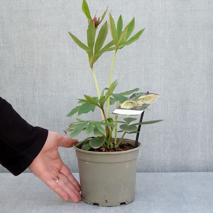 Amostra de Helleborus orientalis Apricot Vaso de 2 L/3 L tal como entregue na primavera