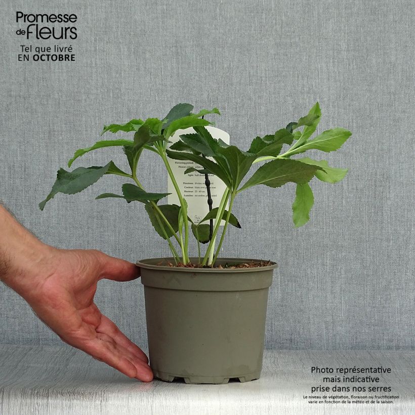 Amostra de Helleborus orientalis Anemone White Spotted Vaso de 2 L/3 L tal como entregue no outono