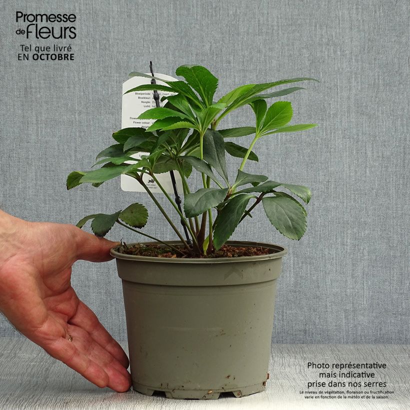 Amostra de Helleborus orientalis Anemone Branca Vaso de 2 L/3 L tal como entregue no outono
