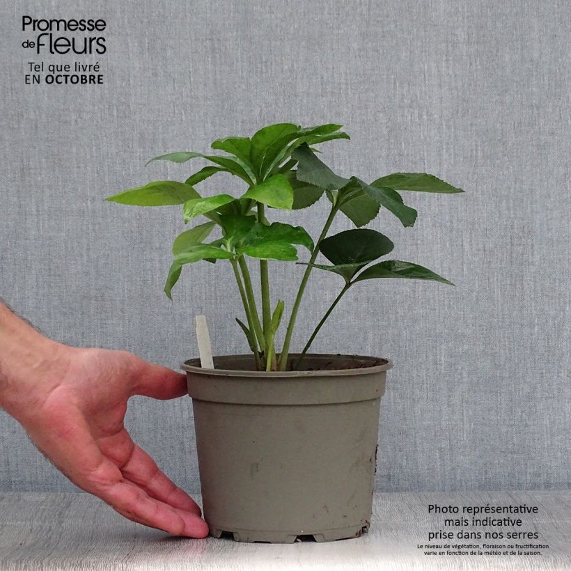 Amostra de Helleborus orientalis Anemone Amarela Vaso de 2 L/3 L tal como entregue no outono