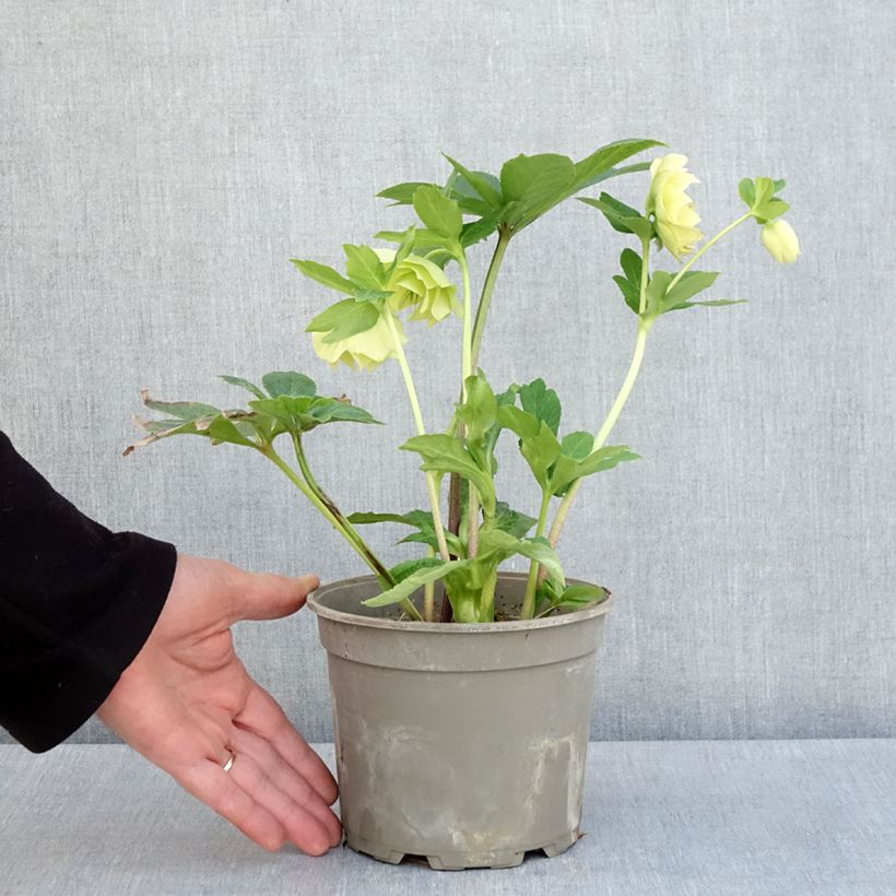 Amostra de Helleborus orientalis Anemone Amarela Vaso de 2 L/3 L tal como entregue na primavera