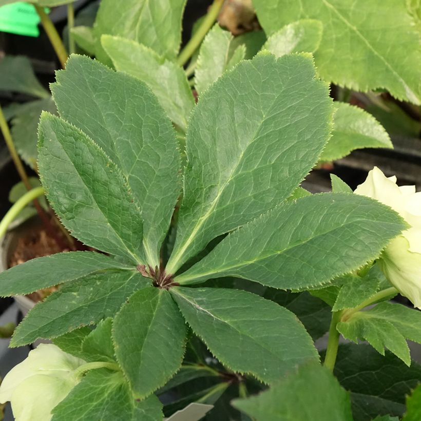 Helleborus orientalis Anemone Amarela (Folhagem)