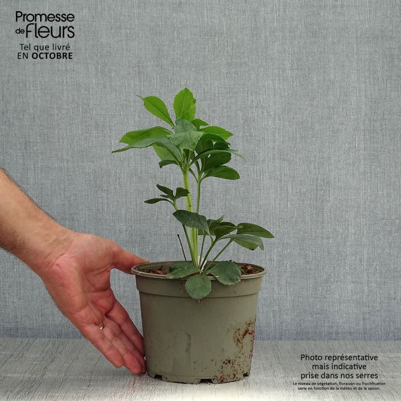 Amostra de Helleborus orientalis Anemone Preta Vaso de 2 L/3 L tal como entregue no outono