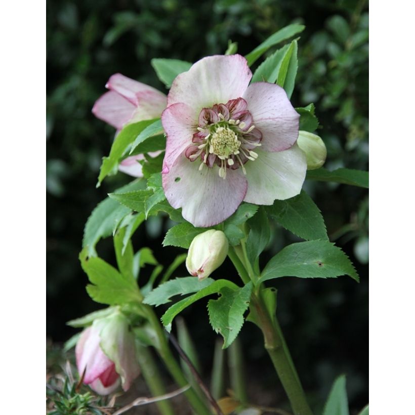 Helleborus orientalis Anemone Picotee (Hábito)