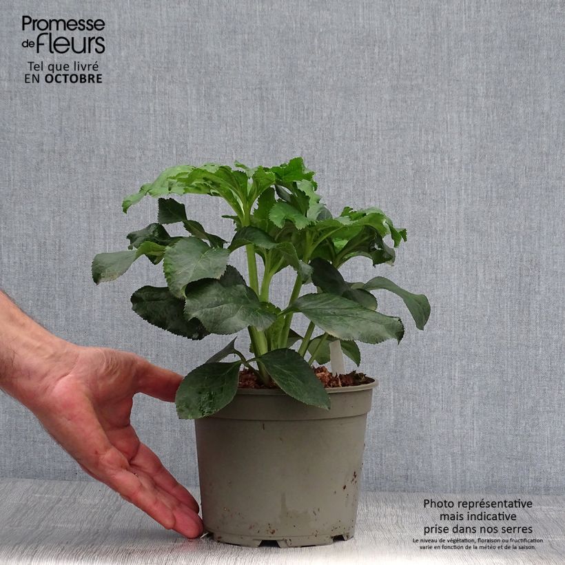 Amostra de Helleborus orientalis Anemone Picotee Vaso de 2 L/3 L tal como entregue no outono