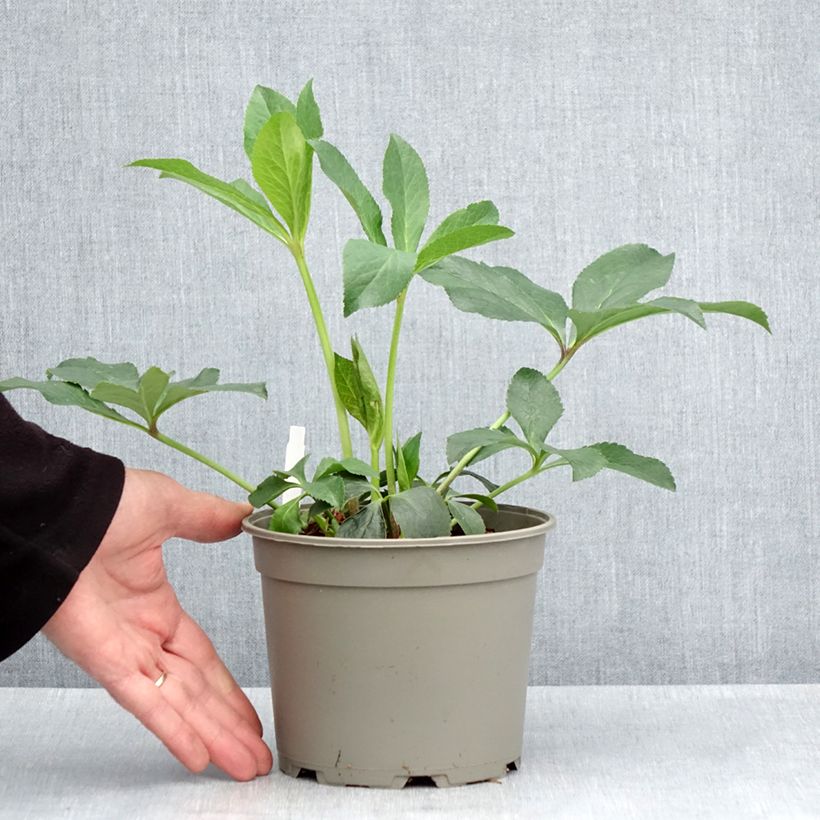 Amostra de Helleborus orientalis Anemone Picotee Vaso de 2 L/3 L tal como entregue na primavera
