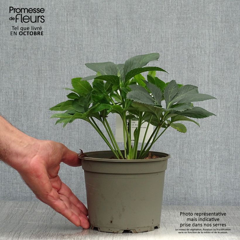 Amostra de Helleborus orientalis Anemone Rosa Vaso de 2 L/3 L tal como entregue no outono