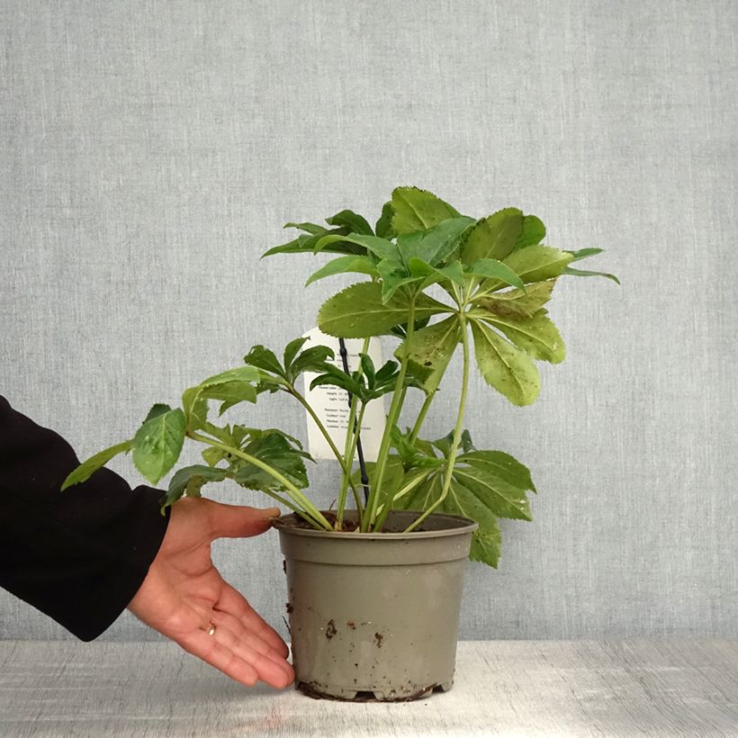 Amostra de Helleborus orientalis Anemone Rosa Vaso de 2 L/3 L tal como entregue na primavera